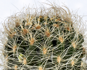 The spines are more like very stiff hairs. 