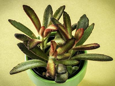 Kalanchoe tomentosa ‘Chocolate Soldier’ 