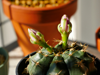 Buds getting ready 