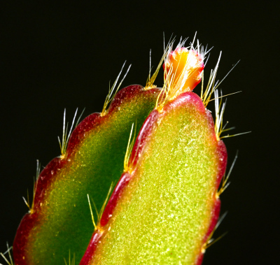 An unidentified cultivar with a flat segment emerging from a tri-lobed segment 