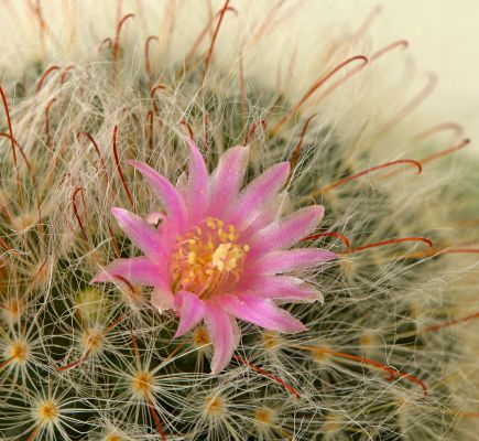 This cactus has beautiful soft hairs and deceptively sharp hooked spines 