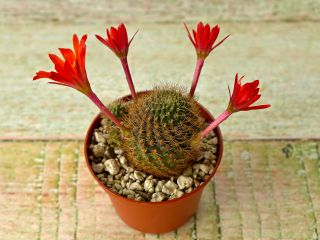 In full bloom, the flowers look like antennae 