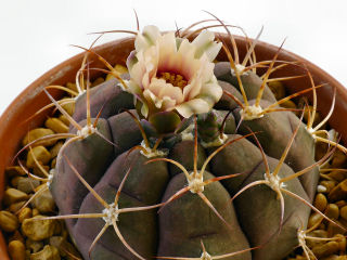 Close-up of the bloom 