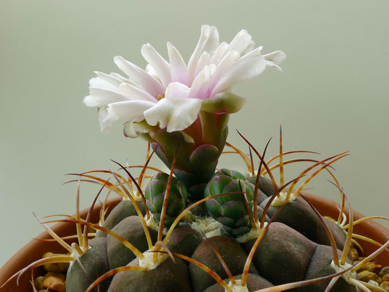 This view from the side shows the graceful outer covering of the bud, and two emerging buds.