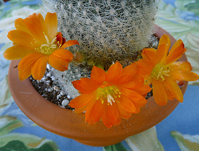 Rebutia pulchella 