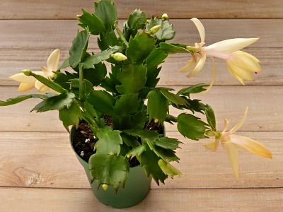 Schlumbergera truncata in bloom 