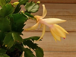 Schlumbergera truncata in bloom 