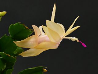 Schlumbergera truncata in bloom 