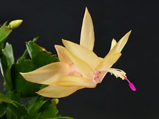 Schlumbergera truncata in bloom 