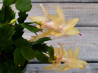 Schlumbergera truncata in bloom 