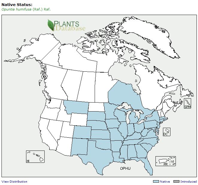 Opuntia humifusa native status